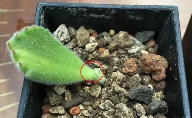 從一片葉到一株,熊童子扡插繁殖步驟