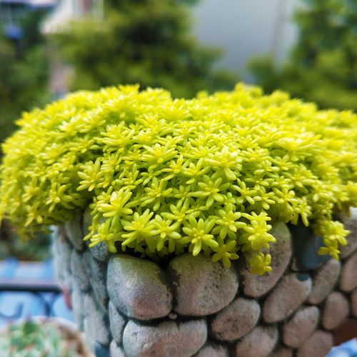 黃金萬年草用什麼土種植會金光閃閃?