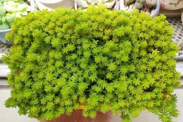 黃金萬年草用什麼土種植會金光閃閃?