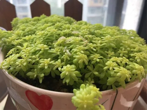 黃金萬年草用什麼土種植會金光閃閃?