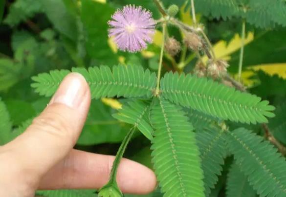 含羞草家養防蟲秘籍，科學養護遠離蟲害