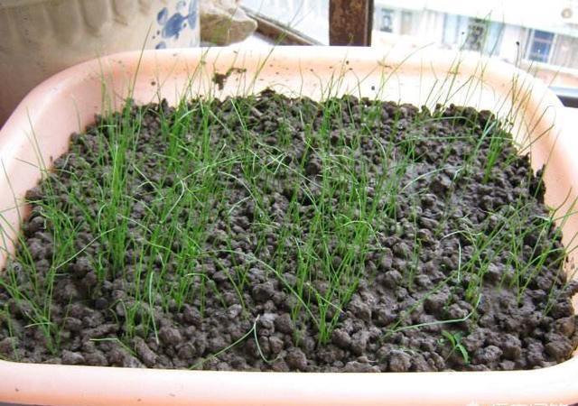 韭菜種植新手指南：種子播種VS幼苗移植優缺點一目了然