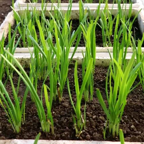 韭菜種植新手指南：種子播種VS幼苗移植優缺點一目了然