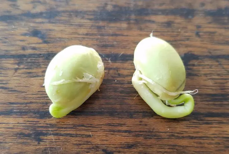 毛豆種子種植前需要浸泡嗎?科學浸泡提升毛豆成活率