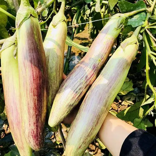 什麼品種的茄子皮薄好吃?六種美味嫩茄不容錯過