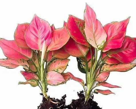 如意花:花語花開富貴,寓意吉祥的風水佳品