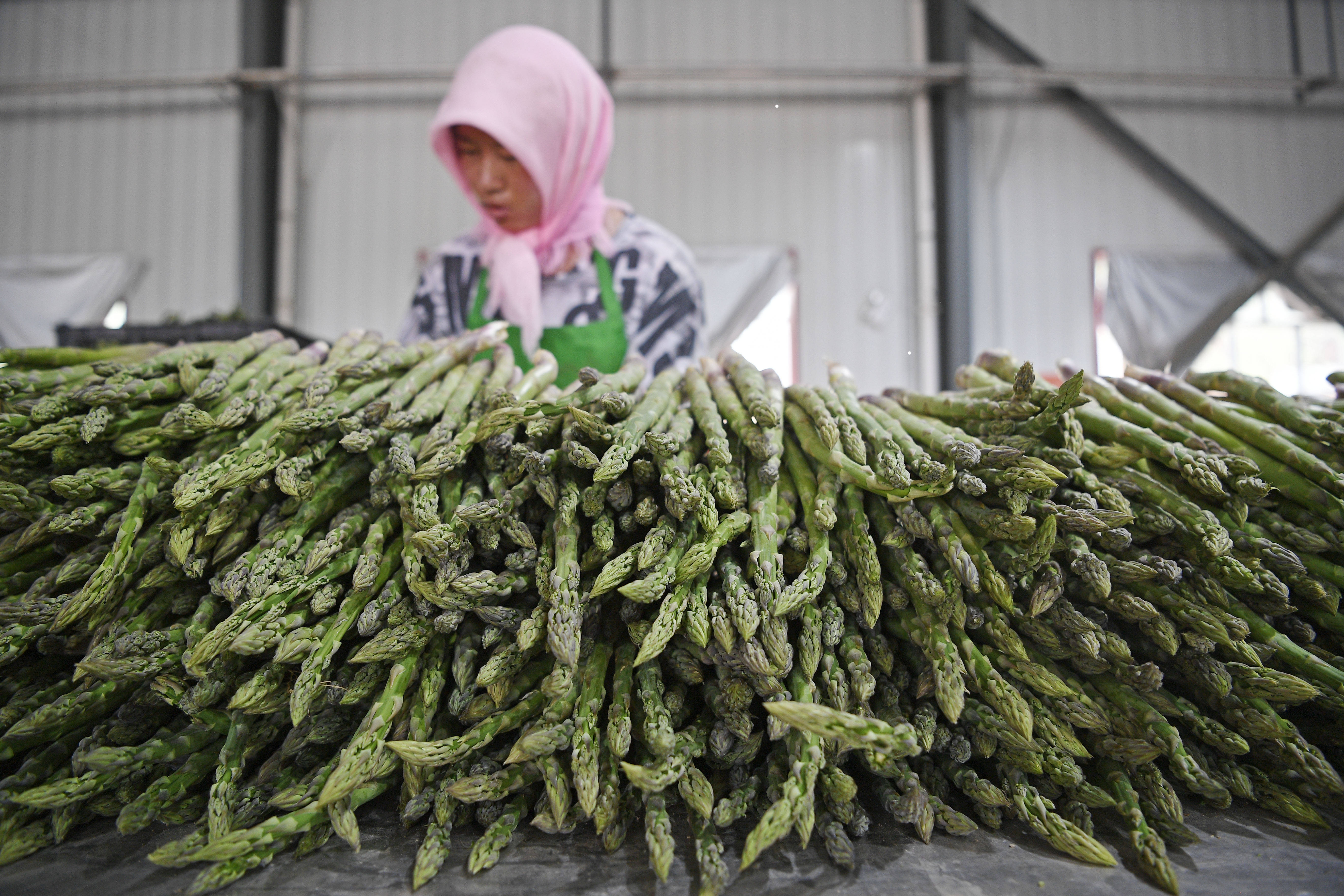 蘆筍經濟新篇章:高產高效,引領農業種植財富風尚
