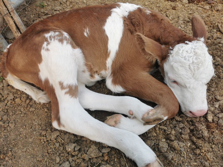 飼養新生牛犢必看:不吃奶的解決方法及日常注意事項