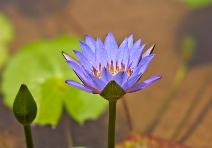 藍蓮花花語:淨土之花與生命重生的啟示