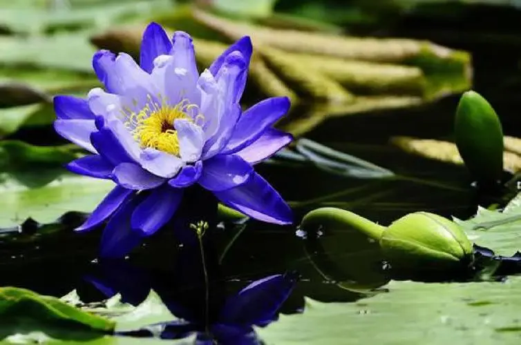 藍蓮花花語:淨土之花與生命重生的啟示