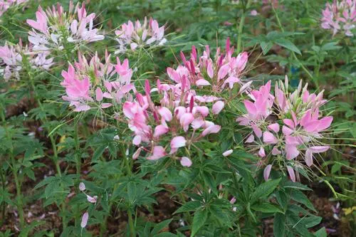 醉蝶花花語:送上一束醉蝶花,讚美神秘與勇氣