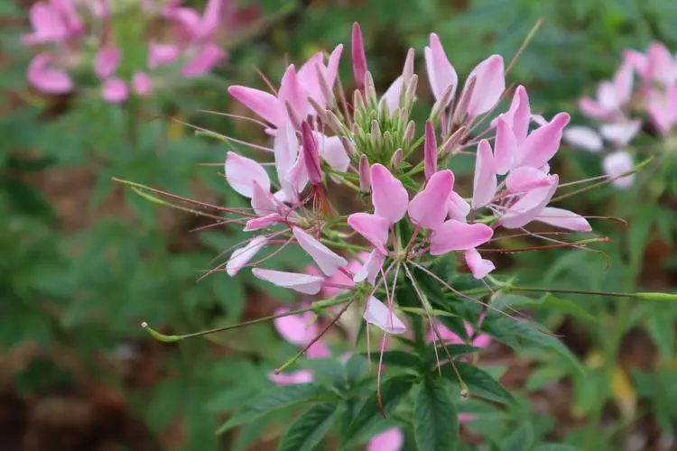 醉蝶花花語:送上一束醉蝶花,讚美神秘與勇氣