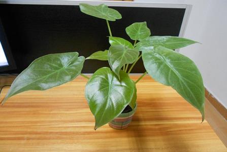 <b>滴水觀音葉片裂開怎麼辦？原因和解決方法你必須知道！</b>
