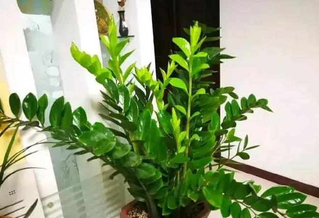 <b>金錢樹扡插生根加速法，讓你成為綠植達人！</b>