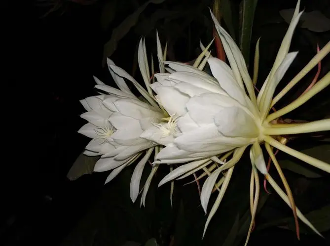 夜之精靈-曇花為什麼在晚上開花?