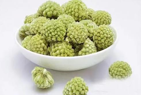 <b>綠蘿花-藥用價值與禁忌並存的神奇之花</b>