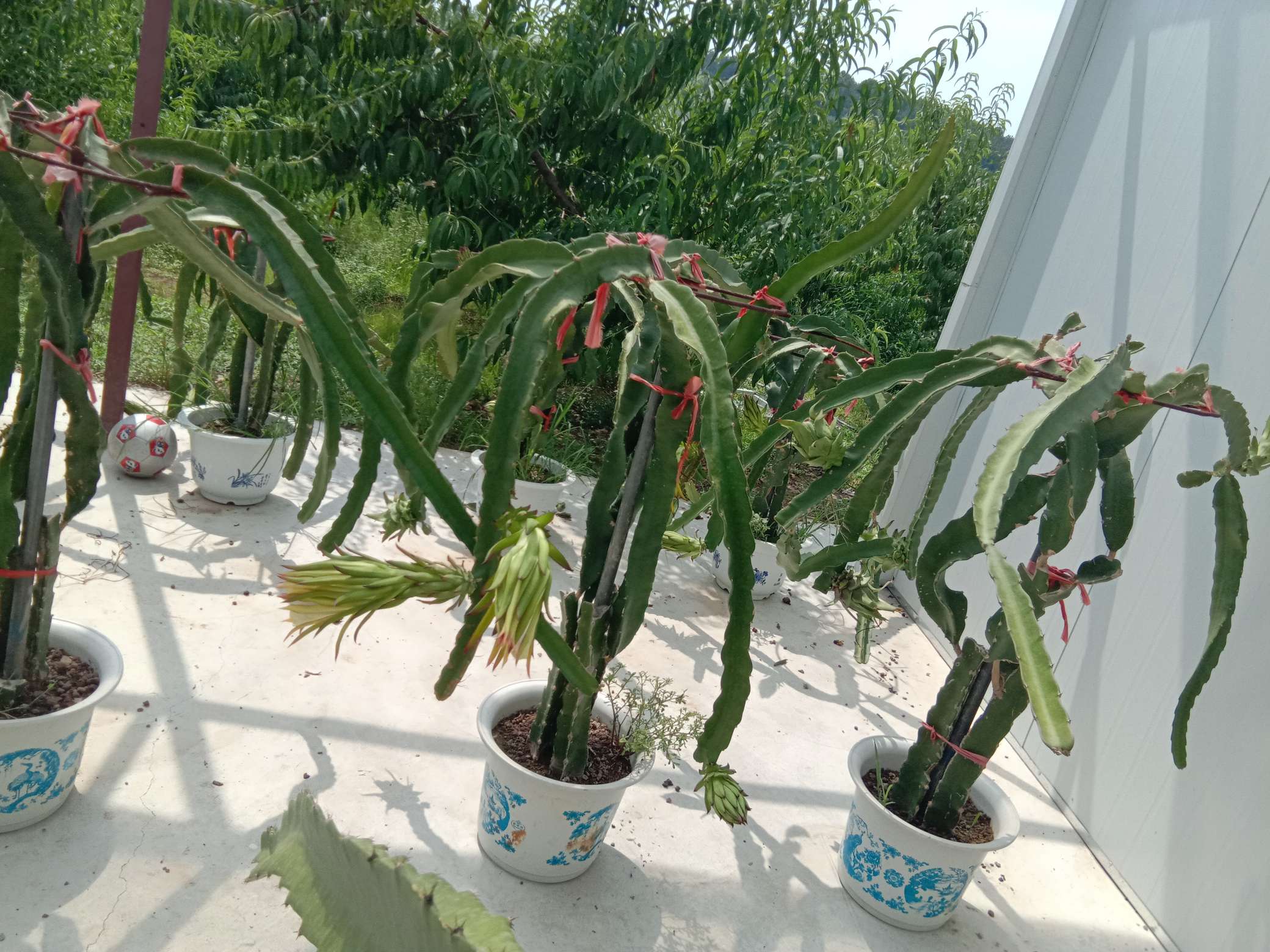 火龍果家裏種在花盆裏可以嗎?