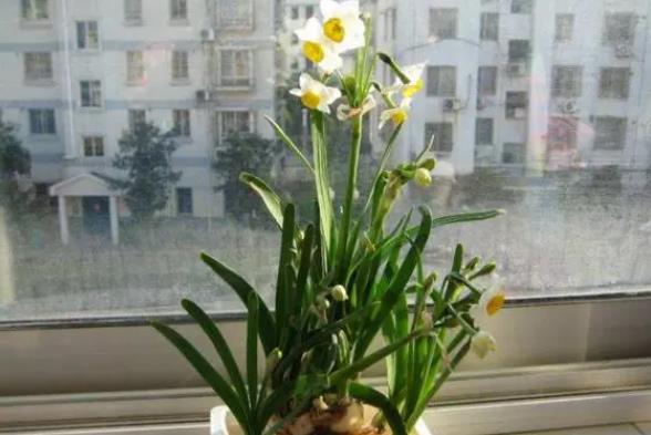 <b>水仙花養護視頻：水仙花發芽後怎樣養護和管理</b>