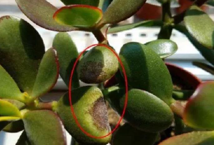 拯救燕子掌!葉子發黃變軟怎麼辦?專家教你幾招