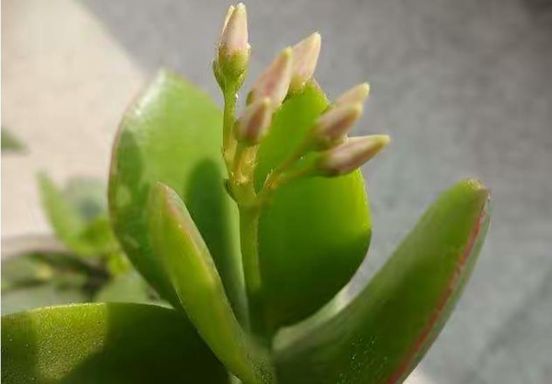 拯救燕子掌!葉子發黃變軟怎麼辦?專家教你幾招