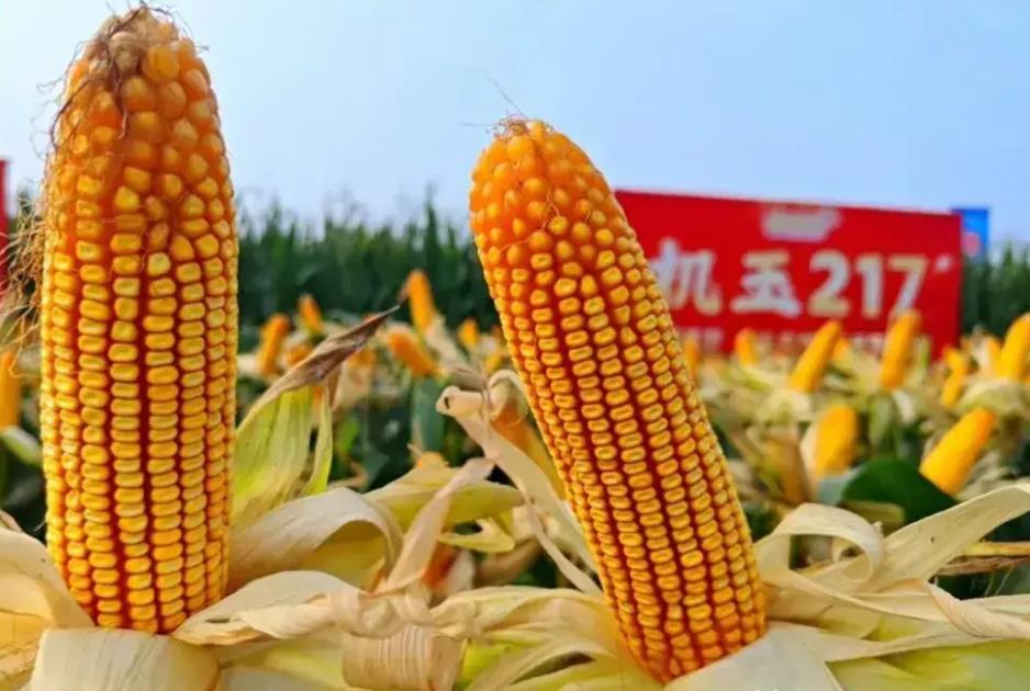 2024年9月全國農業發展資訊周報-豐收在望與科技前行