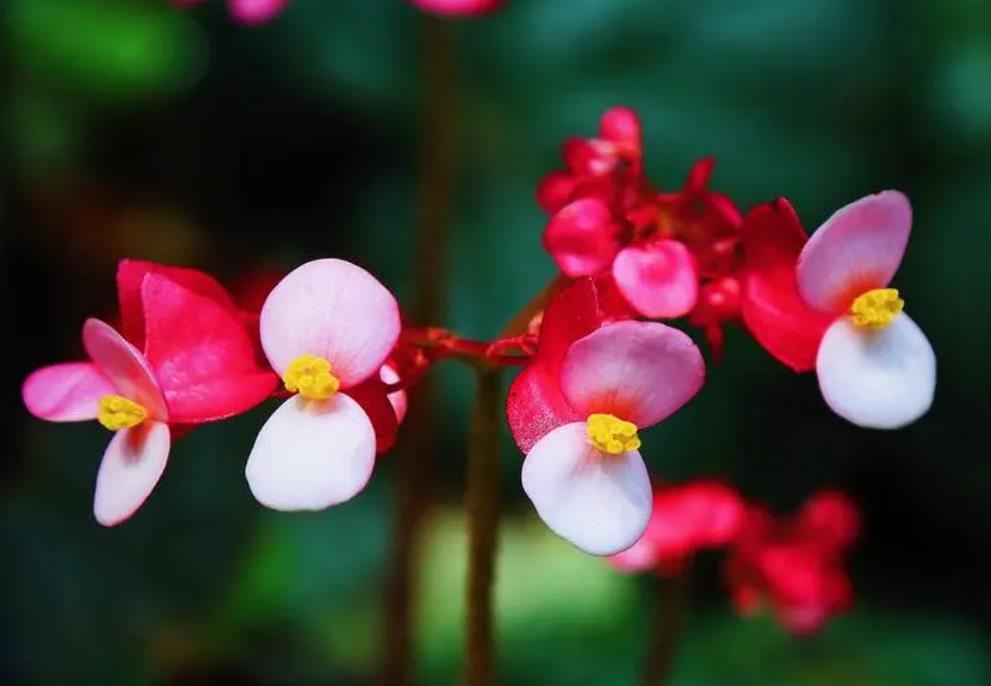 花卉小課堂-秋海棠是海棠花嗎?有什麼區別