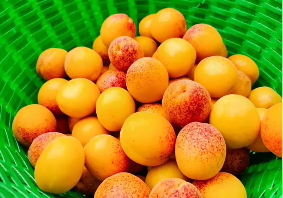 夏日必嚐的10種不可錯過的頂級杏子品種