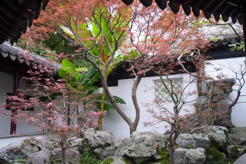 芭蕉入院,福澤滿園-芭蕉樹能種在院子裏嗎?風水好嗎?
