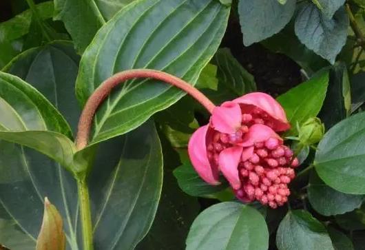 寶蓮花的花語-吉祥、美好與聖潔的象征寓意