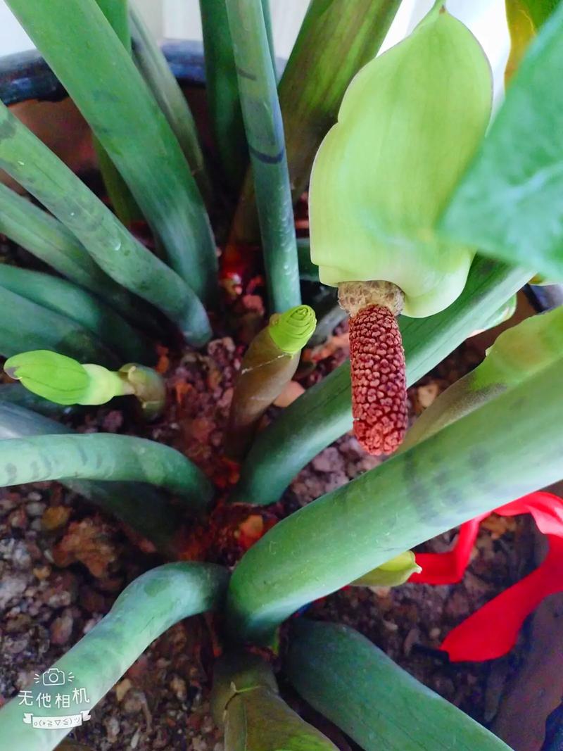 金錢樹是木本還是草本植物,會開花結果嗎