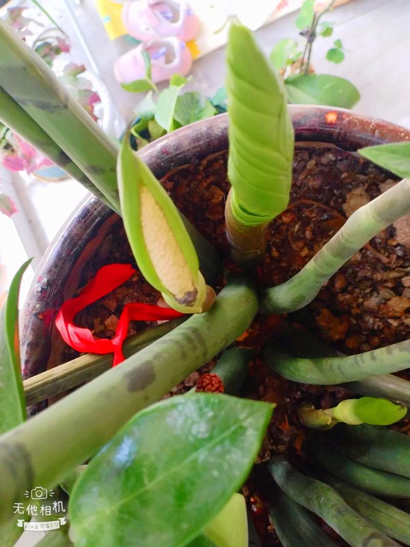 金錢樹是木本還是草本植物,會開花結果嗎