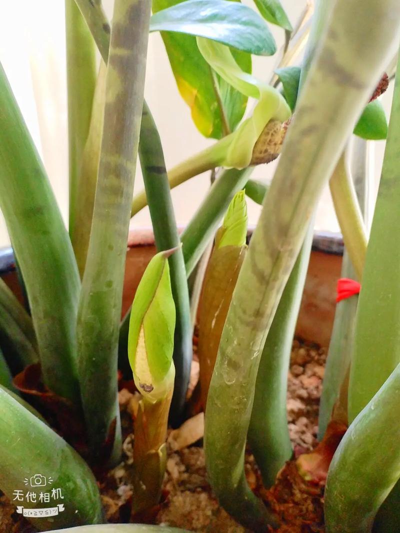 金錢樹是木本還是草本植物,會開花結果嗎