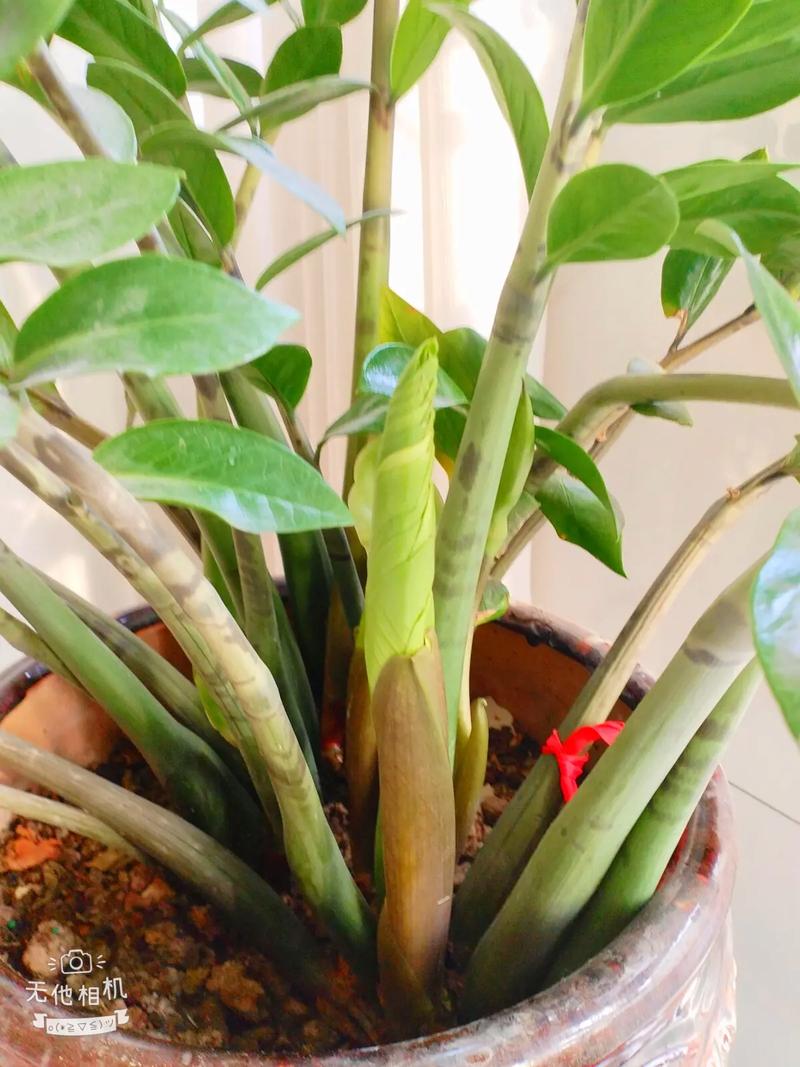 金錢樹是木本還是草本植物,會開花結果嗎