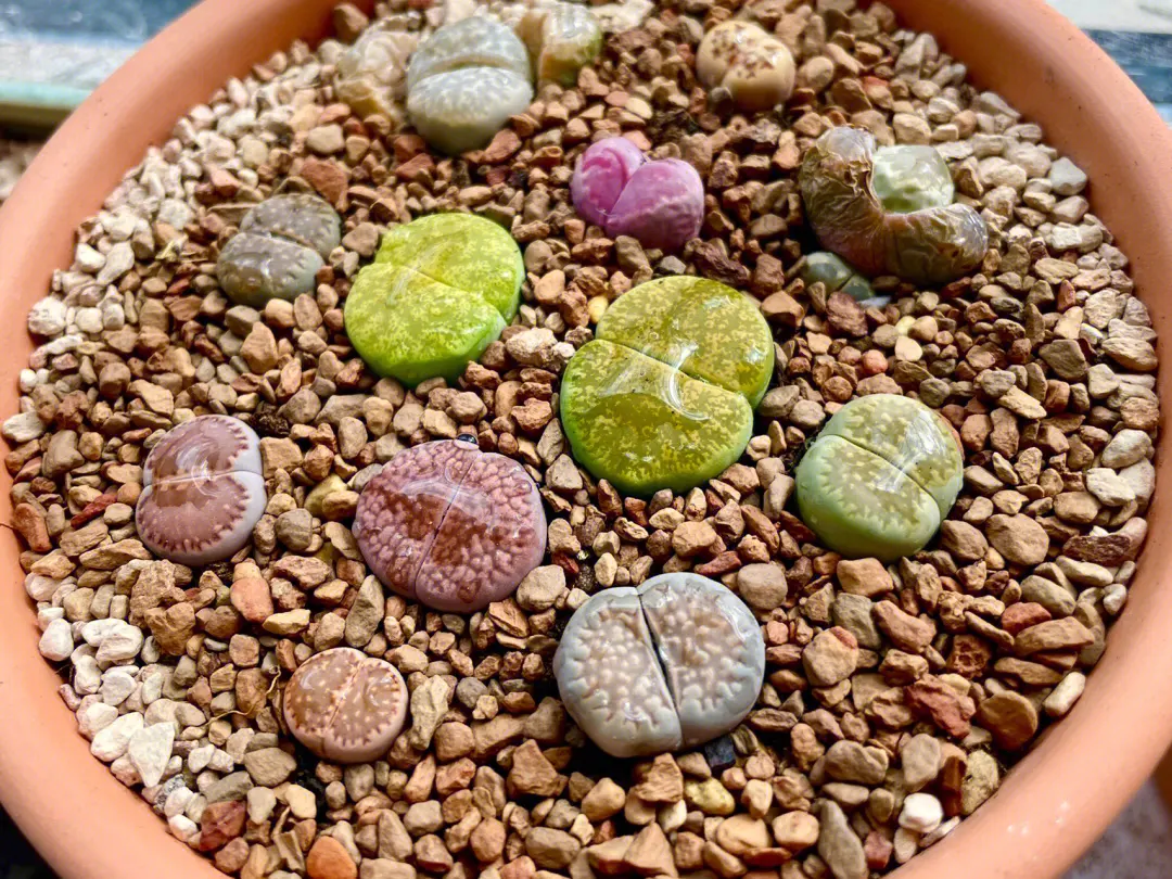 為何生石花其貌不揚卻價格不菲?