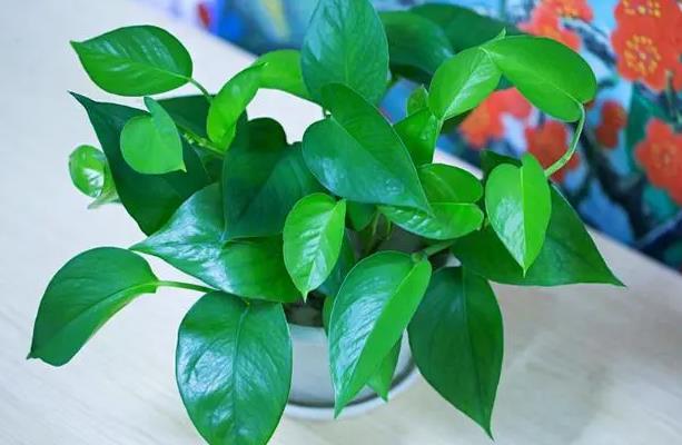 <b>秋季綠蘿還會生長嗎？花卉達人教你綠蘿秋季養護視頻指南</b>