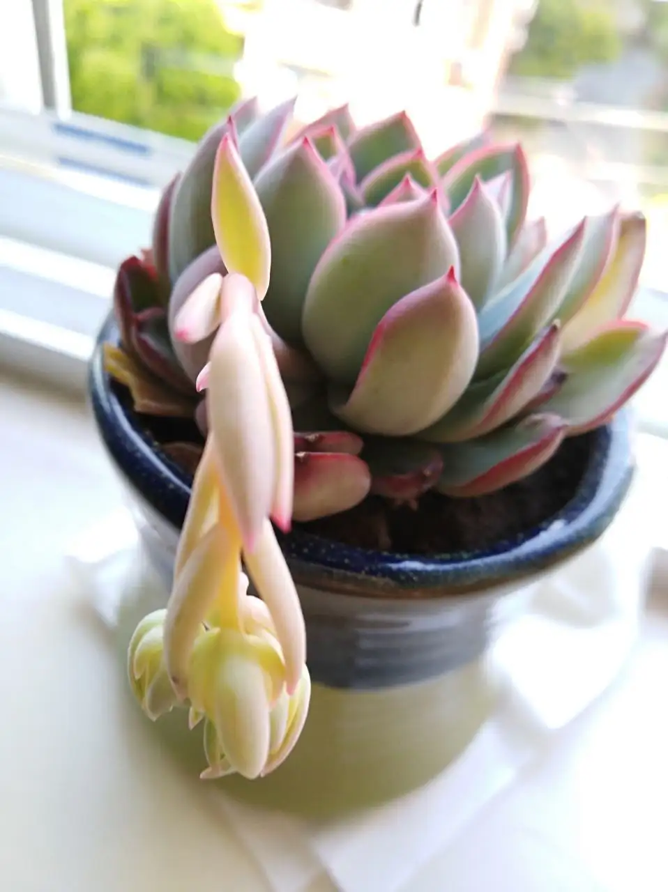 秋季寶石花養護指南:如何應對晝夜溫差變化?