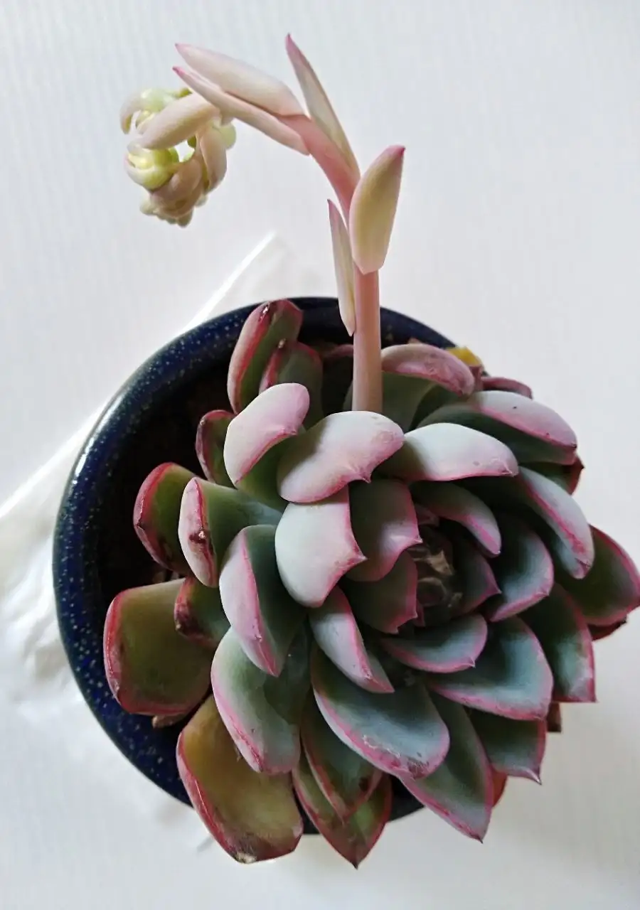 秋季寶石花養護指南:如何應對晝夜溫差變化?