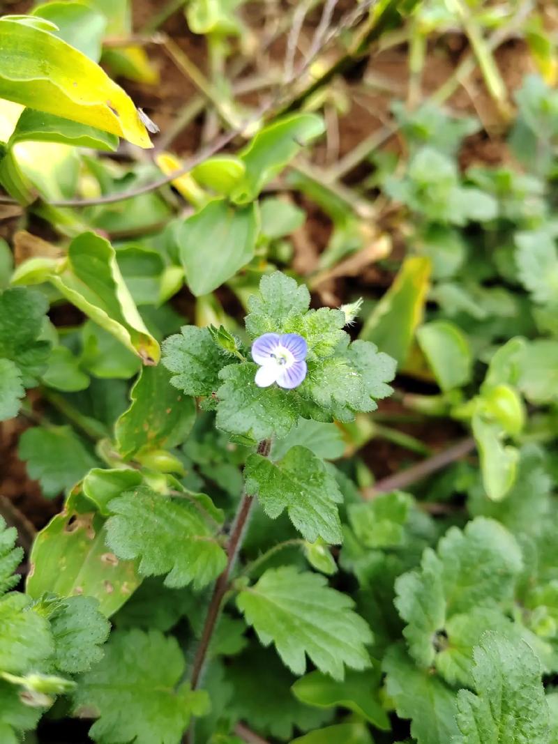 阿拉伯婆婆納是入侵植物嗎,有什麼價值和危害
