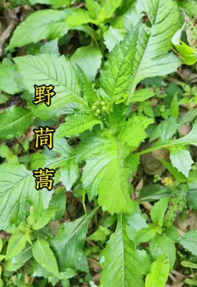 野茼蒿能吃嗎,和茼蒿有什麼區別?