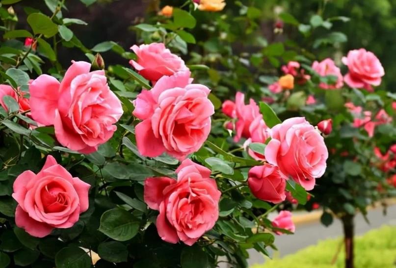 <b>月季秋天也能美如畫！這些月季花品種秋季開花超驚豔</b>