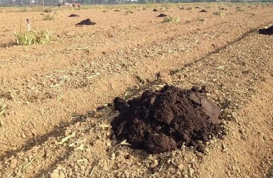 有機肥、生物菌肥……哪種肥料最適合改善土壤？