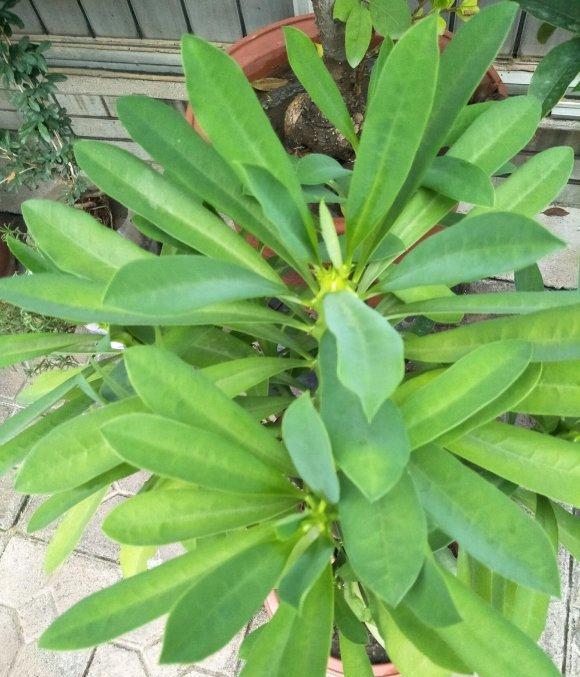 虎刺梅為什麼不開花隻長葉子?光照、施肥等原因逐一排除