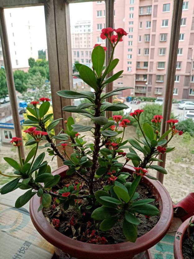 虎刺梅為什麼不開花隻長葉子?光照、施肥等原因逐一排除