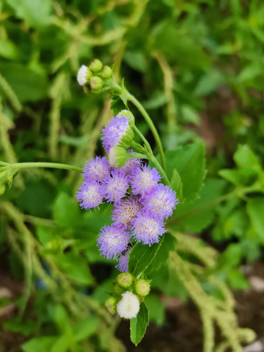 藿香薊是什麼植物,和藿香有什麼關係嗎