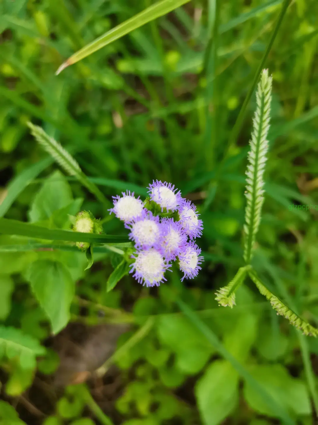 藿香薊是什麼植物,和藿香有什麼關係嗎