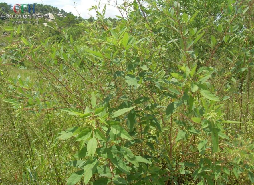 入侵植物南美山螞蟥介紹,它有什麼危害和價值用途
