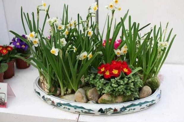 <b>水仙花土栽還是水培好，有哪些養護技巧？</b>