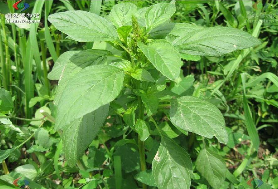 白莧是什麼植物，有什麼用途和功效？