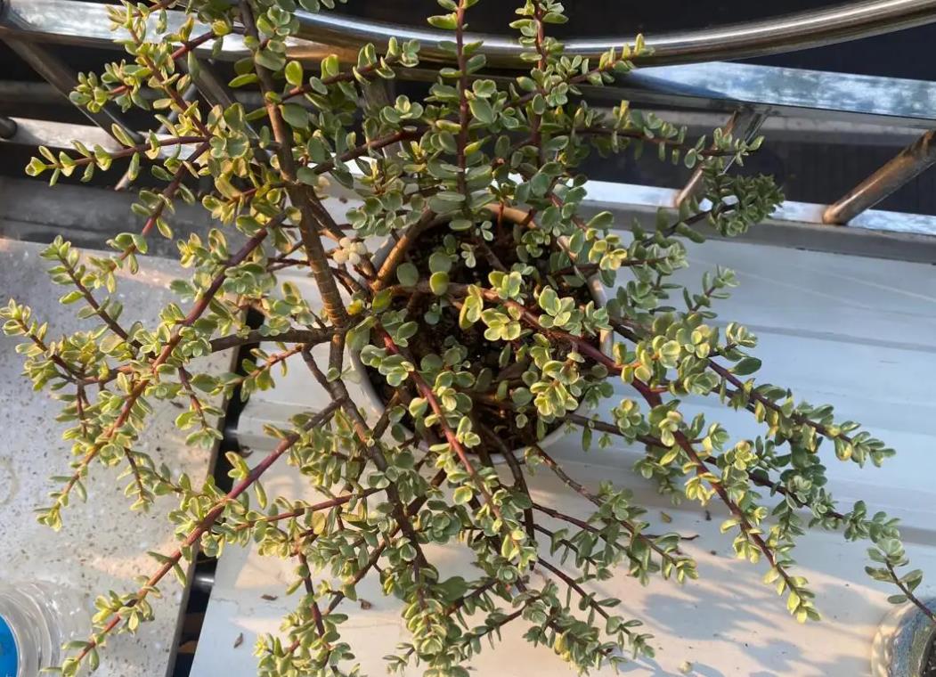 雅樂之舞耐寒嗎,冬天怎麼養護?