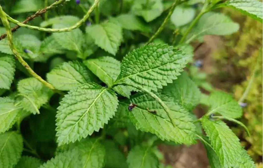 假馬鞭是什麼植物,有什麼危害和用途?